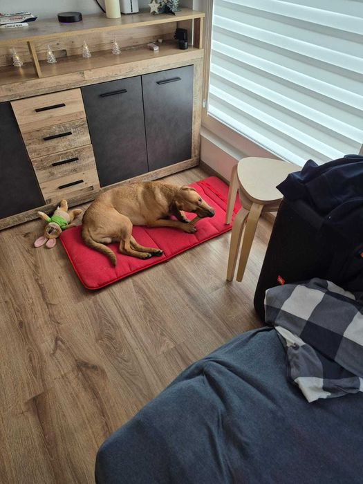 Oddam psa z powodu choroby