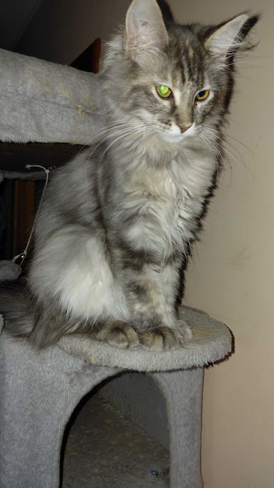 Kotka maine coon z rodowodem