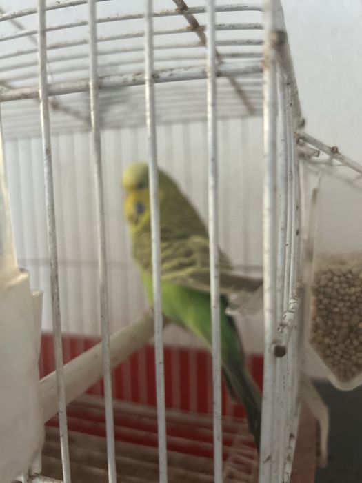 Agaporni e Periquita Inglesa