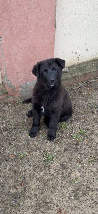Отдаем щенка в добрый руки (мальчик)