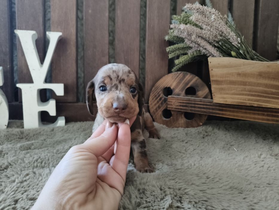 Teckel miniatura macho