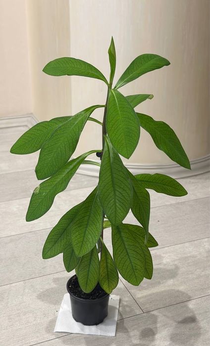 Крассула, денежное дерево, суккулент, толстянка.