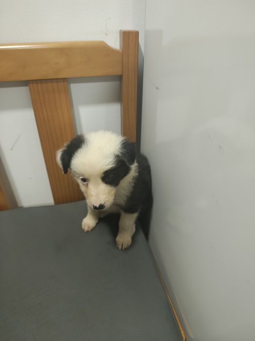 Border collie fêmea pura