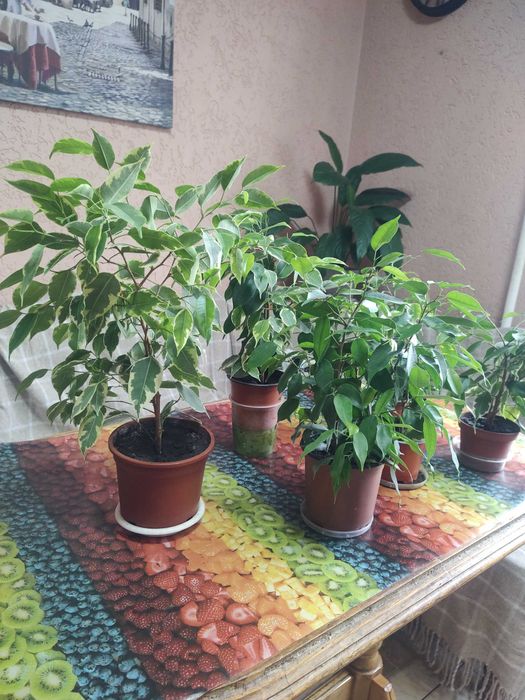 фікус кінкі-бенджаміна, висота від 40см до 60см