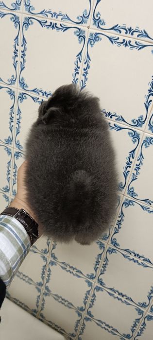 Spitz Alemão Anão ou Lulu da Pomerânia-Azul