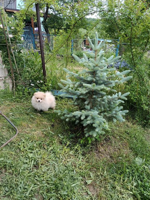 Продам щенка померанского шпица