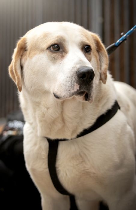 Kalis w typie owczarka srodkowoazjatyckiego