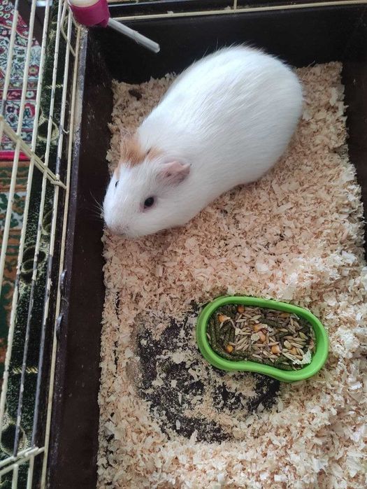 Продам морську свинку разом з кліткою.