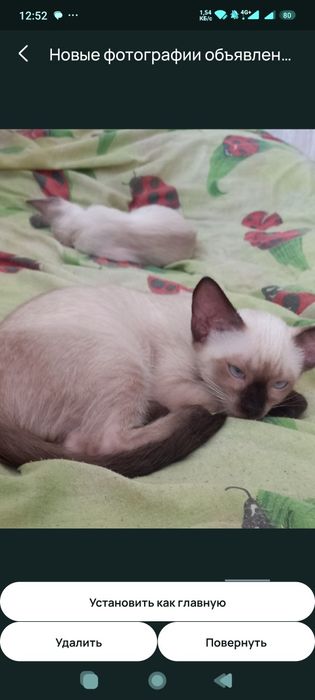 Сиамские котята 2 мес