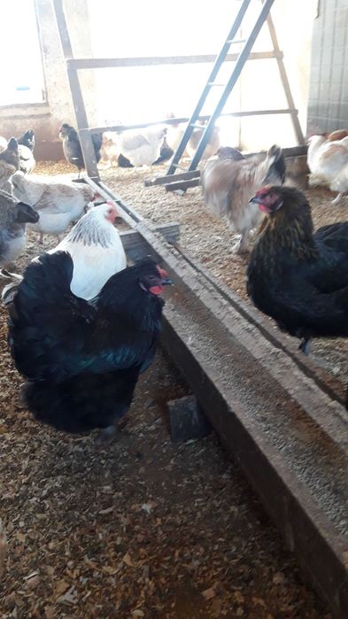 Кури, яйце різних порід