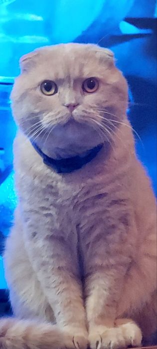 Котик чекає на Кицю