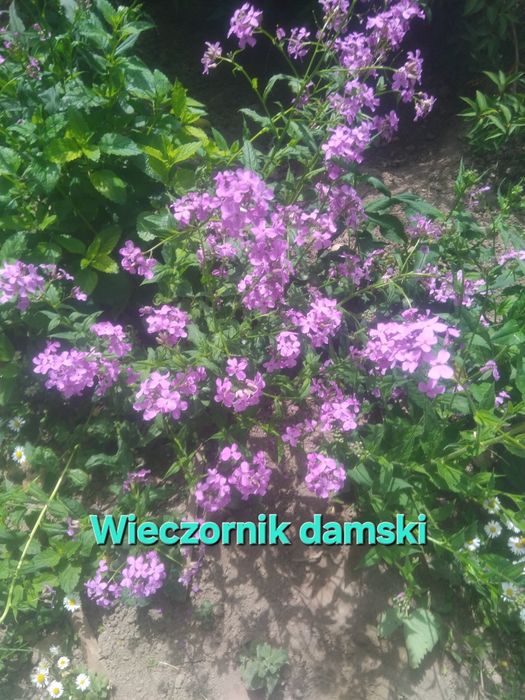 Kwiatki ogrodowe