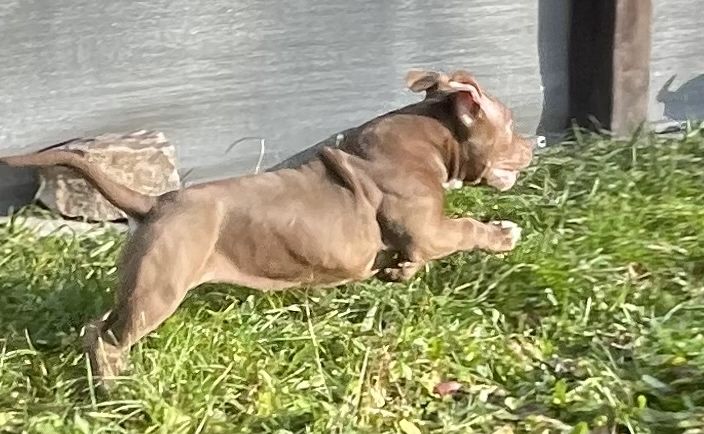 American Bully suczka