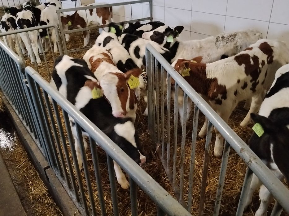 Ładne Byczki Cielaki