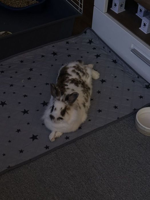 Перетримка гризунів