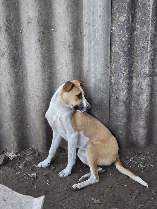 Собака а добрі ручки!