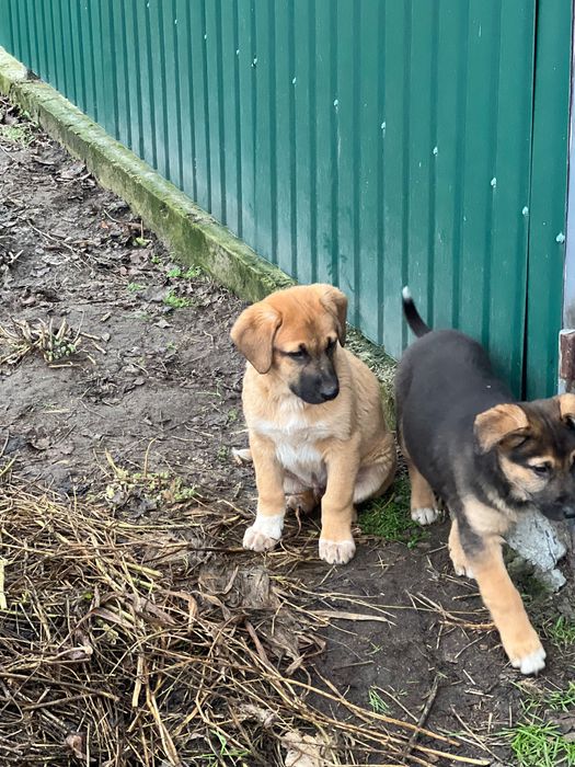 Цуценята хлопчики в добрі руки