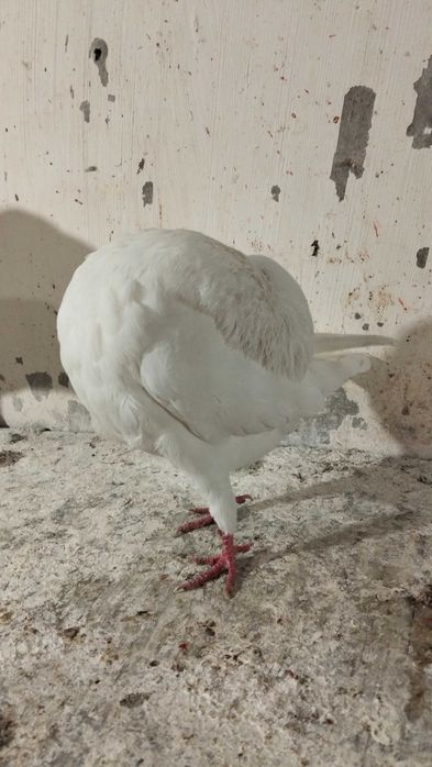 Garłacz amsterdamski samiec