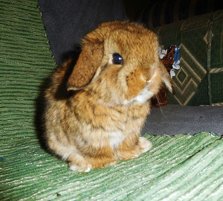 Śliczne króliczki Mini Lop