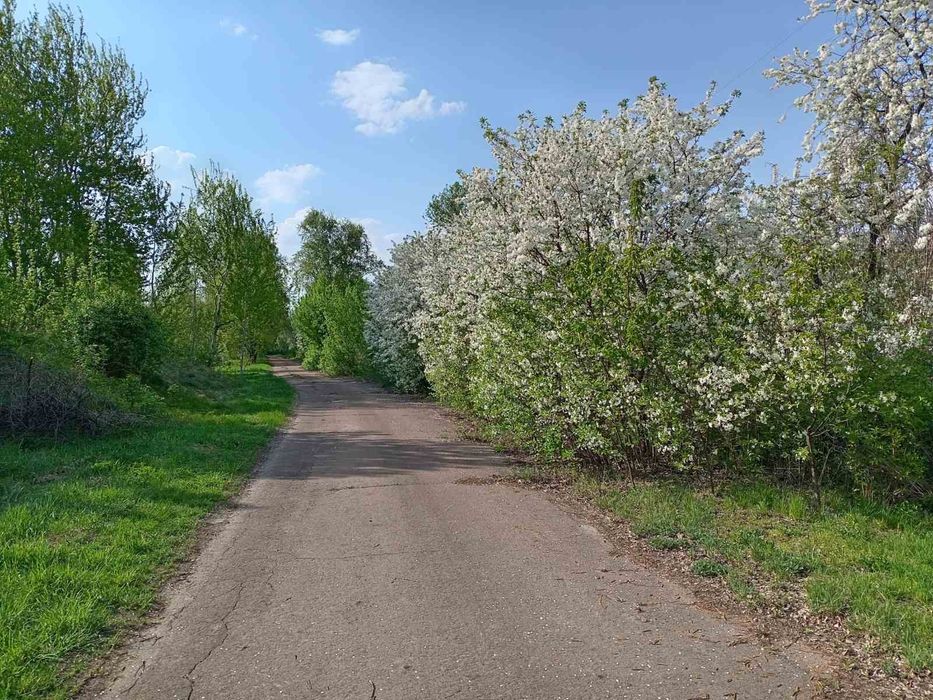 Продам бджолосім'ї, бджоли