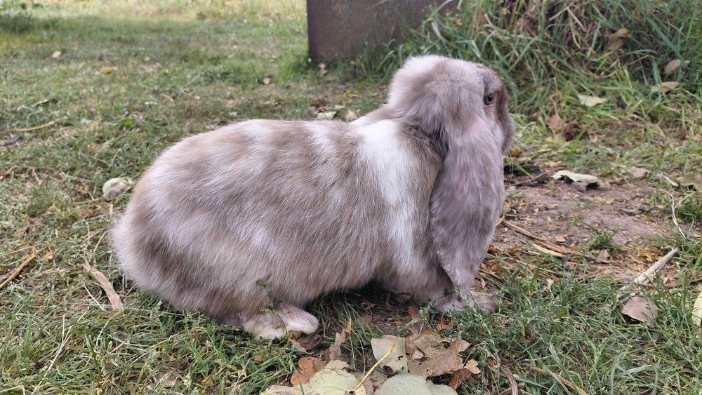 Самчик французький баран