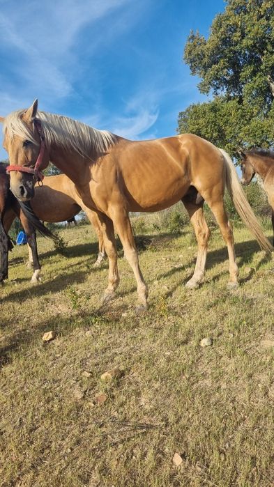 Cavalo palomino  perla