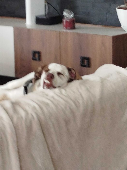 Cão para adopção Gratis