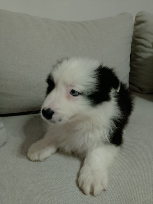 Border Collie Piesek