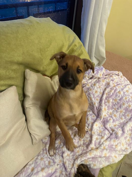 MELLOW - cachorra para adoção responsável