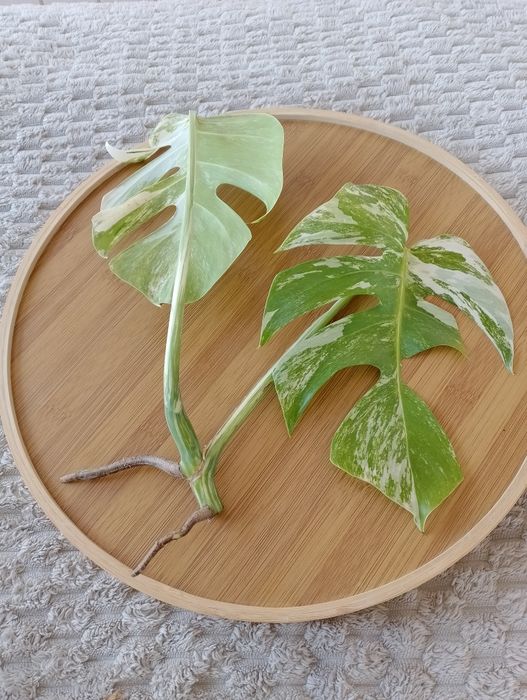 Sadzonka Monstera Variegata do umorzenia Szczyt Poom Duy  OLX.pl