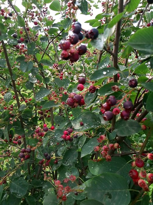 Маракуя  азимина гумі ірга