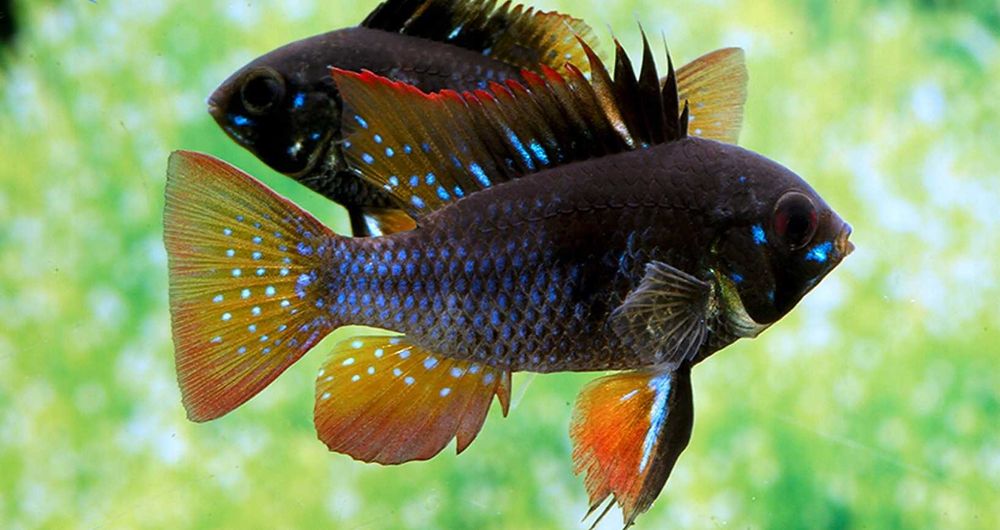 MISIEKZOO Pielęgniczki - Pielęgniczki Ramireza Czarne