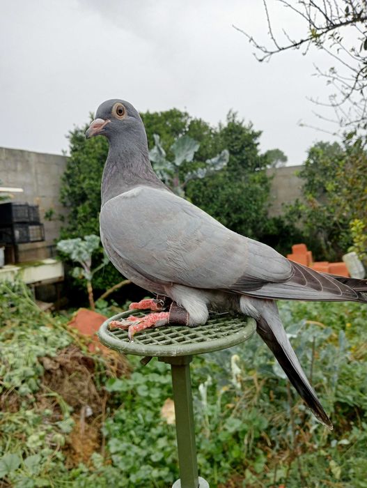 Pombos negaça azuis de gascogne (franceses)