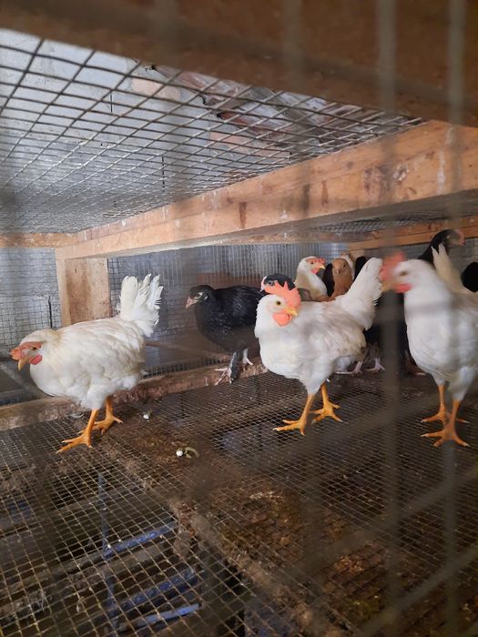 Vendo galinhas várias raças a 5 euros