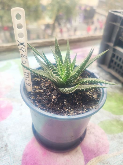 Хавортія молоді рослинки