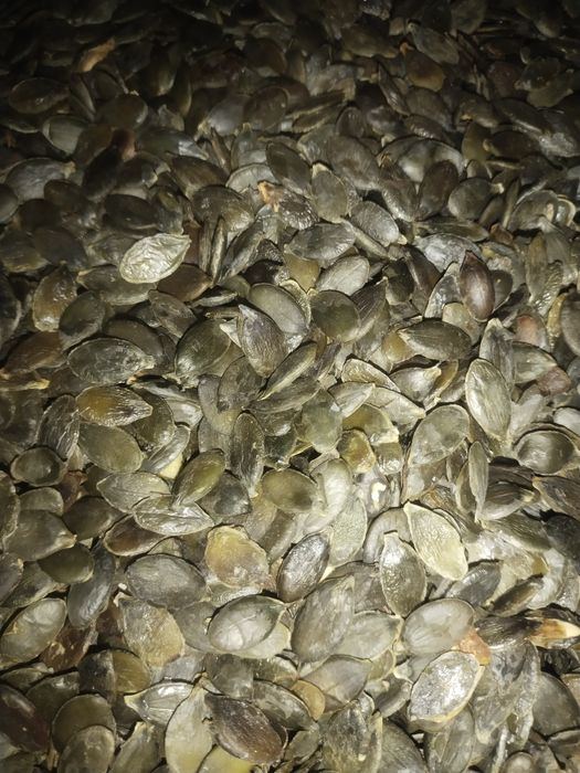 Зернята Голонасінних гарбузів