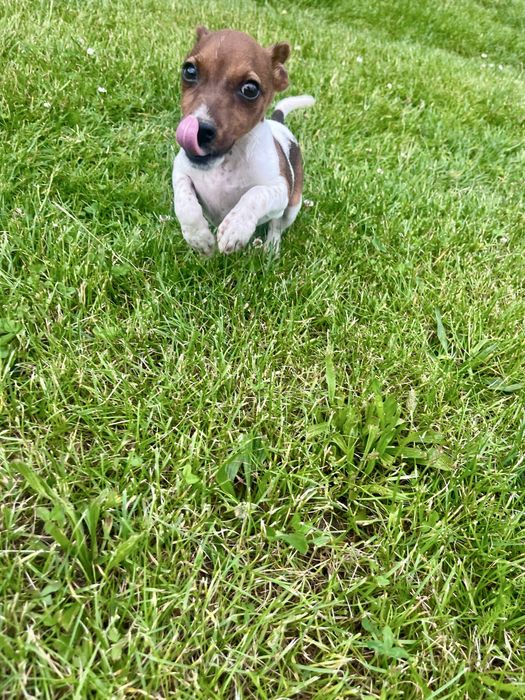 Jack Russell Terrier suczka