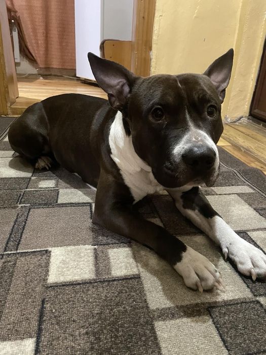 Лагідний дружелюбний молодий Пітбуль песик