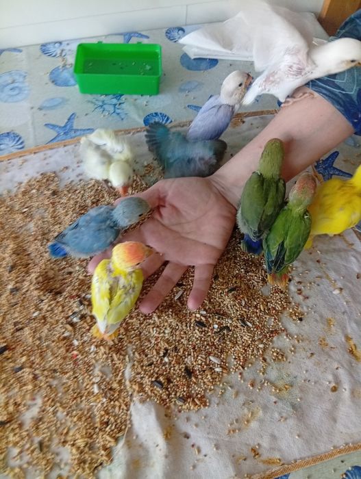 Pássaro agapornis