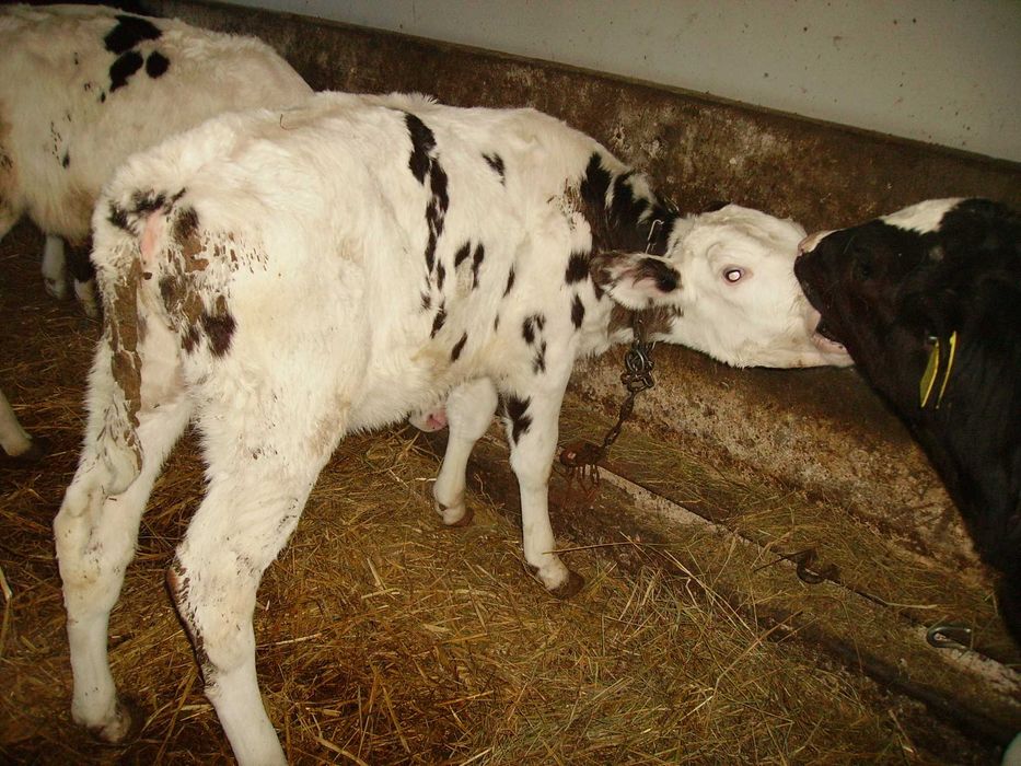 jałówki i cieliczki mięsne