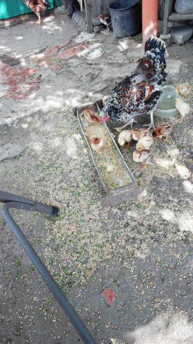 Лівенська ситцева порода курей, інкубаційне яйце, молодняк