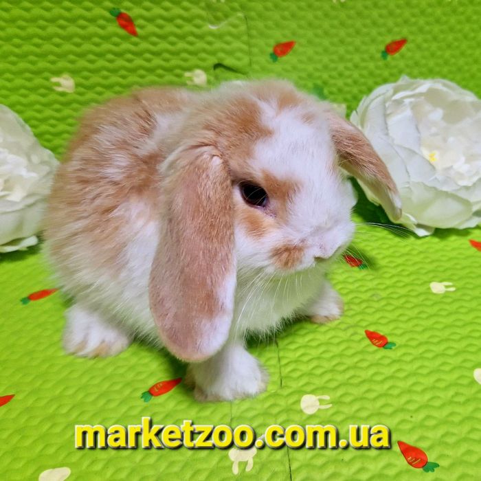 Мини міні mini lop вислоухий карликовый баранчик кролик кролики крольч