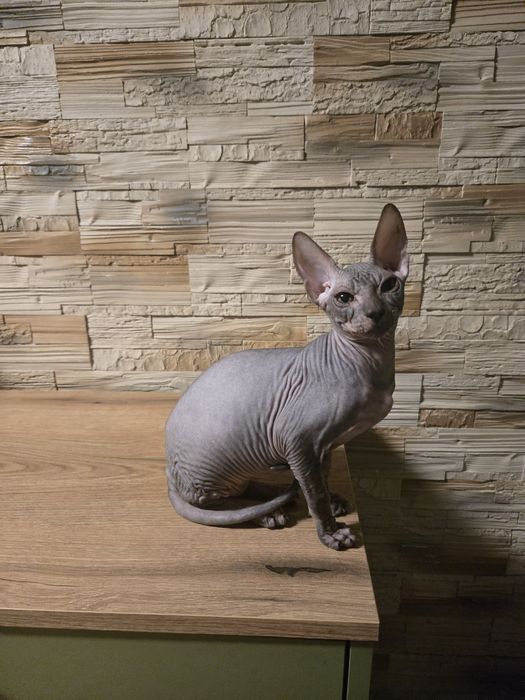 Sfinks Donski kocurek