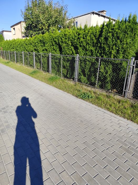 Tuje szmaragd 20 szt. Wysokość ok zarezerwowane do środy..2 metrów.