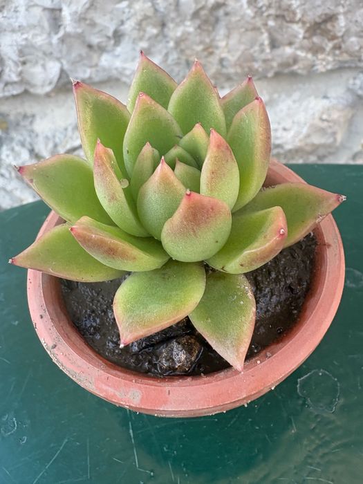 Suculentas Aptenia cordifolia (rosinha- do-sol; Graptopetalum Paraguayense;Sedeveria Letizia; Crassula Money Maker ; Planta- do -ouro etc- preço 0,50€