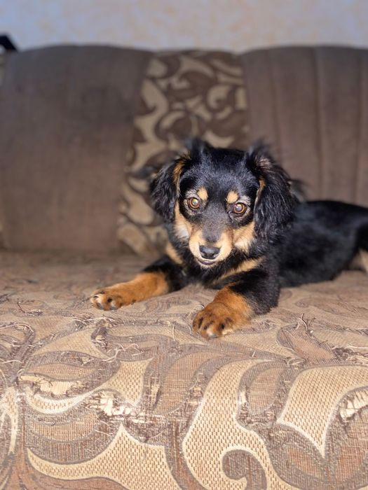 Мініатюрна дівчинка шукає родину