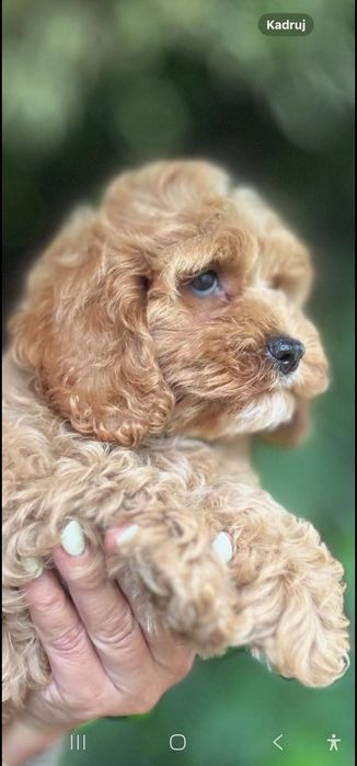 Cocapoo - cocker spaniel amerykański  I  czerwony pudelek