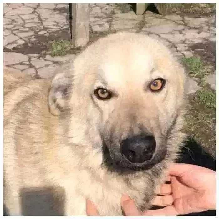 Красивый молодой пес Умка, 3 года