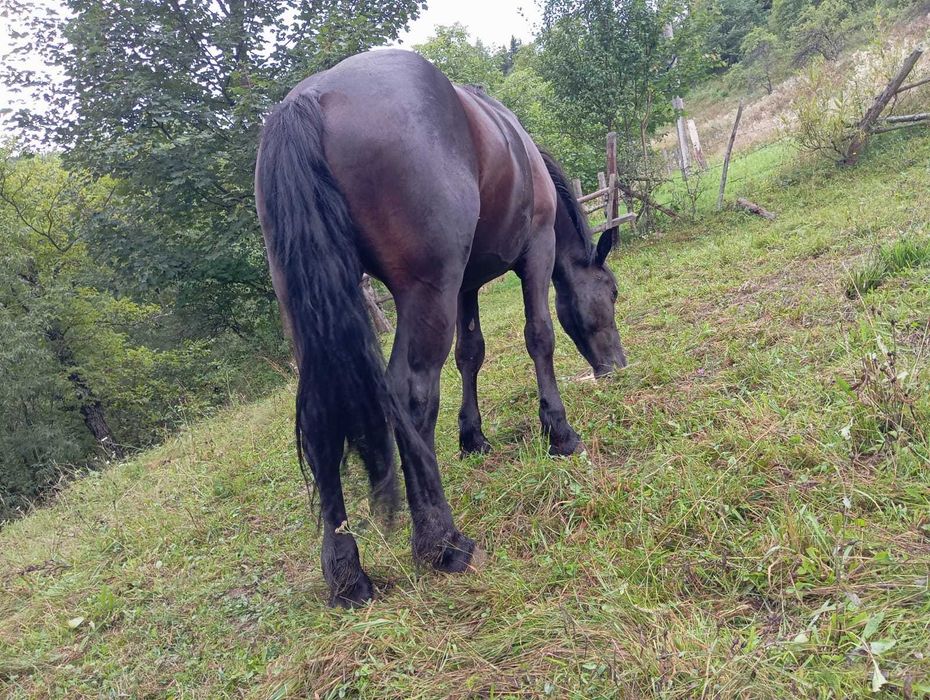 Продам коня, жеребць