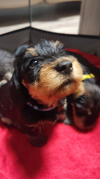 Jamnik szorstkowłosy